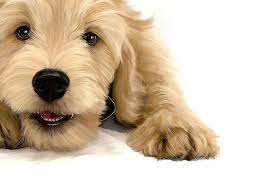 Almond Blossom Doodles Goldendoodles Puppies Of San Francisco Area Goldendoodle Breeders Goldendoodle Puppies