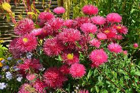 Amiability, you are cheerful and graceful jasmine, white: How To Grow China Aster Callistephus Chinensis Gardener S Path