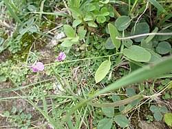 Image result for Pleurolobus salicifolius
