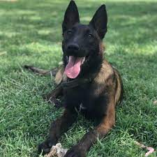 Bu yazımızda, sizlere belçika laekenois çoban köpeği hakkında bilgi vereceğiz. Cukurova Malinois Club Belgische Tiger Home Facebook
