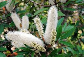 Image result for Cunonia