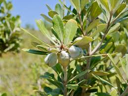 Image result for Pittosporum abyssinicum