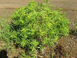 Image result for Geigeria