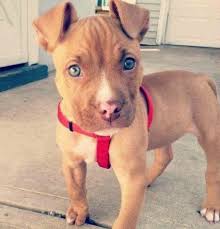 Paulo coelho breederof american bulldog americano and american pit bull em portugal. Buckskin Cutie Pitbull Puppy Pitbull Puppies Red Nose Pitbull Puppies