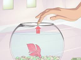 How To Teach Your Betta To Jump 11 Steps With Pictures In 2020 Betta Betta Fish Fish Tank Plants