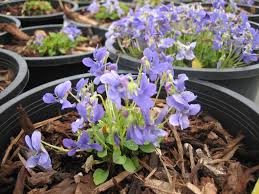Image result for Viola abyssinica