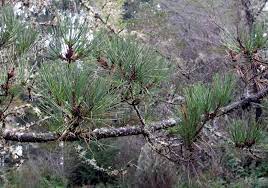 Juice made from white ash leaves gives topical relief to mosquito bite swelling and itching. Pinus Muricata Bishop Pine Description The Gymnosperm Database