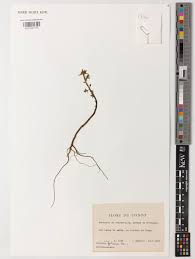 Image result for Portulaca foliosa