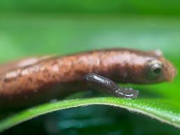 Image result for Lannea virgata