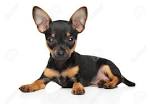 Toy Fox Terrier Puppies For Sale - AKC PuppyFinder