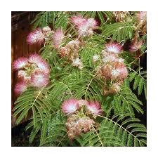 Image result for Albizia chinensis