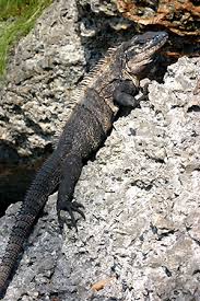 Study Sheds Light On Invasive Iguana S Big Appetite Florida Museum Science