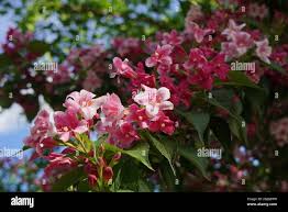 Image result for Jasminum beesianum
