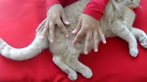 Cat Fungal Disease Treatment Kedilerde Mantar Tedavisi Youtube