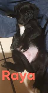 Adoption Avec 1 Toit Pour Toi Aveyron Onet Le Chateau Le Petit Journal