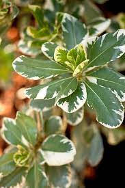 Browse our selection of plants that work in narrow beds, containers and tighter spaces. Blooming Evergreen Shrubs Better Homes Gardens