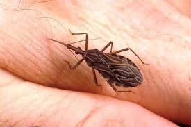Si Des Insectes Comme Les Fourmis Ou Cafards Sont Inoffensifs Pour L Homme On Ne Peut Pas En Dire Autant De Certains C This Or That Questions Insects Parasite