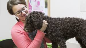 Check spelling or type a new query. Vets Using Fear Free Program To Reduce Pets Stress Over Vet Visits Local News Wcfcourier Com