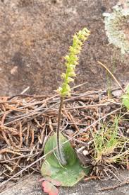 Image result for Holothrix