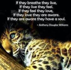  27 Love For The Wild Quotes Ideas Quotes Animal Quotes Wild Quotes