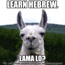 Why Not Great Job Zachary Sullivan On The Meme Send Us Your Hebrew Memes At Meme Holylanguage Com And We Ll Shar Learn Hebrew Hebrew Words Study Hebrew