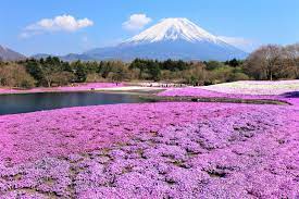 7 Best Shibazakura Festivals In Japan 2021 Japan Web Magazine