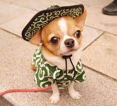 Pin On Chihuahua Love