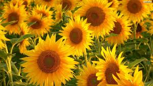 Yellow Sunflower Aesthetic Wallpapers Yellow Quotes 3 Art Sunflowers design resources · high quality aesthetic backgrounds and wallpapers, vector illustrations, photos, pngs vintage sunflower psd patterned background illustration, remix from artworks by samuel jessurun de mesquita. yellow sunflower aesthetic wallpapers