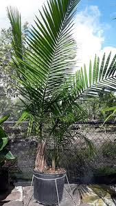 The majesty palm, however, is usually unable to survive the stress it faces indoors. Majesty Palm Florida Nursery Mart
