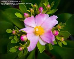 They are edible but a bit sour until fully ripe similar to a. Plantfiles Pictures Pereskia Species Pray For Us Rose Cactus Pereskia Grandifolia By Martenfisher