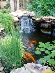 Koi Fish Information Ponds Backyard Waterfalls Backyard Garden Waterfall