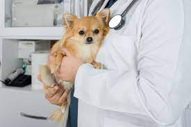How To Treat Legg Calve Perthes Disease In Dogs