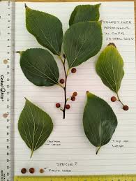 Image result for Celtis africana