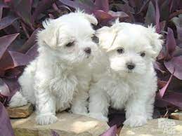 Maltese Puppies For Adoption Bay Area Puppy Adoption Free Puppies Maltese Puppy