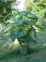 Clusters of lavender flowers open in the spring on the paulownia and the seed capsules mature in the fall. Pin On Royal Empress Tree