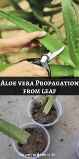 Aloe Vera Plant Care Best Ways To Care Aloe Vera At Home Aloe Plant Care Aloe Plant Succulent Gardening