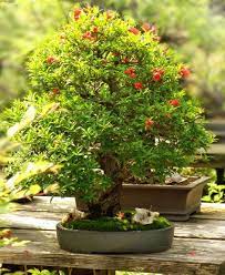 Dwarf pomegranate bonsai tree real fruit indoor bonsai. Bonsai Es Una De Las Pocas Plantas Que Son Utilizadas Por Millones De Personas Para Decorar Su Casa Y Los Jardines Incluso Bonsai Tree Bonsai Tree Care Plants