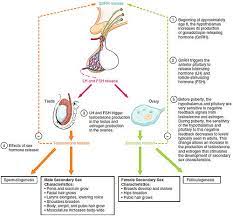 Luteinizing Hormone Wikipedia
