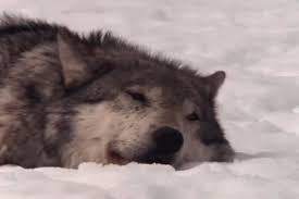 Populer gif anime wolves | animasiexpo. Popular Resting Wolf Gif Rest Wolf Sleeping Discover Share Gifs Wolf Dog Animals Wild Wolf