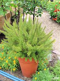 Image result for rosemary container