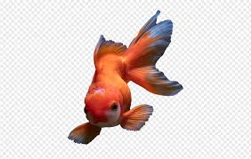 golden fish png vector for free golden fish png vector for free