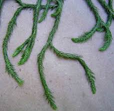 Image result for Huperzia verticillata