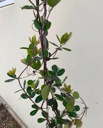 Image result for Rhoicissus digitata