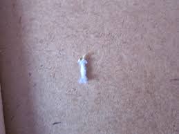 These moths should be eliminated because they can cause some problems in some people. Mummy From The Heart Help My Carpets Are Infested With Moths
