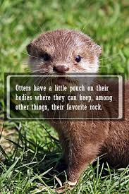 I Must Be An Otter I Save So Many Rocks Here And There Cute Animals Animal Facts Funny Animals