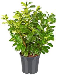 Pflanzenversand direkt aus der baumschule online shop:. Gartenkrone Kirschlorbeer Prunus Laurocerasus Etna Weiss Winterhart Hagebau De