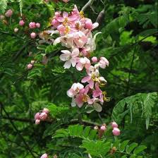 Image result for Cassia nodosa