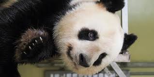 Adulte, enfant et bébé : Zoo De Beauval La Femelle Panda Huan Huan Attend Des Jumeaux