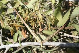 Image result for Ceropegia meyeri