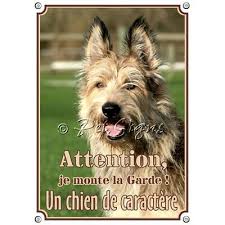 Der griffon korthals ist ein mittelgroßer und kräftiger jagdhund. Hundewarnschild Berger De Picardie Wetterfestes Warnschild Eur 17 90 Picclick De